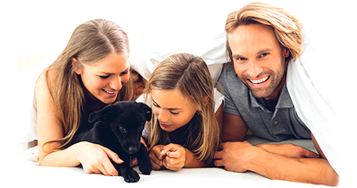 Clothing, Bedding, Pets, Indoor air